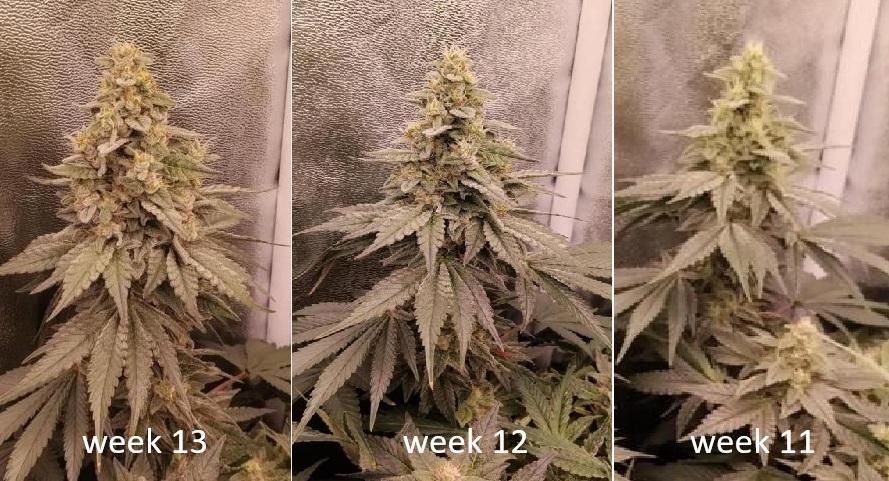 BF's: Super boof & Blue gelato 41. Week 13 - mass gain in 2 weeks