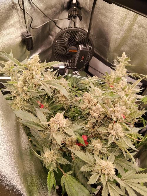 BF's: Super boof & Blue gelato 41. Week 14 - Super Boof — a.k.a. the ‘wide‑legged lady’