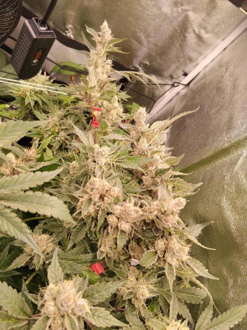 BF's: Super boof & Blue gelato 41. Week 14 - Super Boof — a.k.a. the ‘wide‑legged lady’