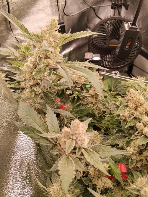 BF's: Super boof & Blue gelato 41. Week 14 - Super Boof — a.k.a. the ‘wide‑legged lady’