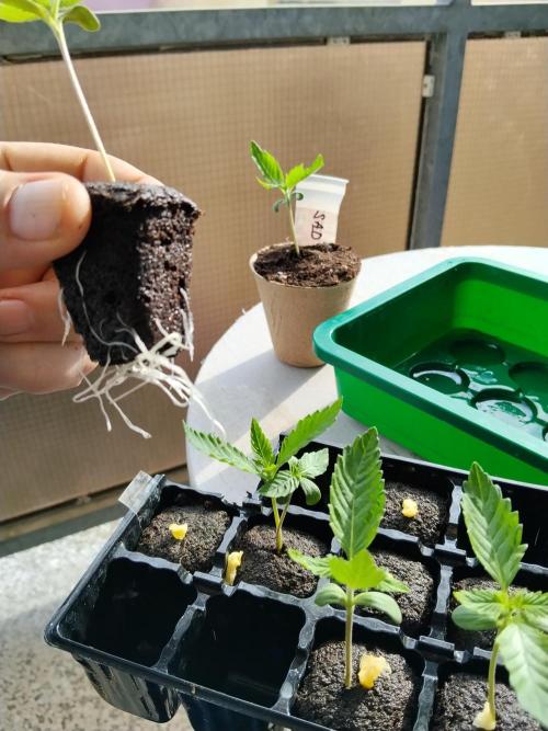 S.A.D. & Blue Bullet Auto (outdoor). Week 1