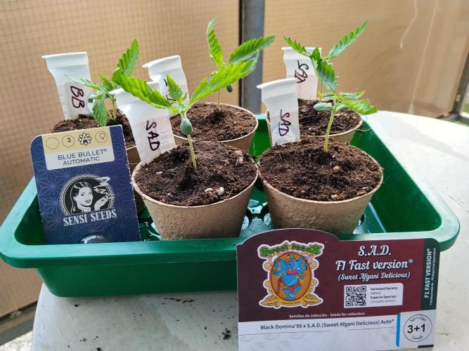S.A.D. & Blue Bullet Auto (outdoor). Week 1