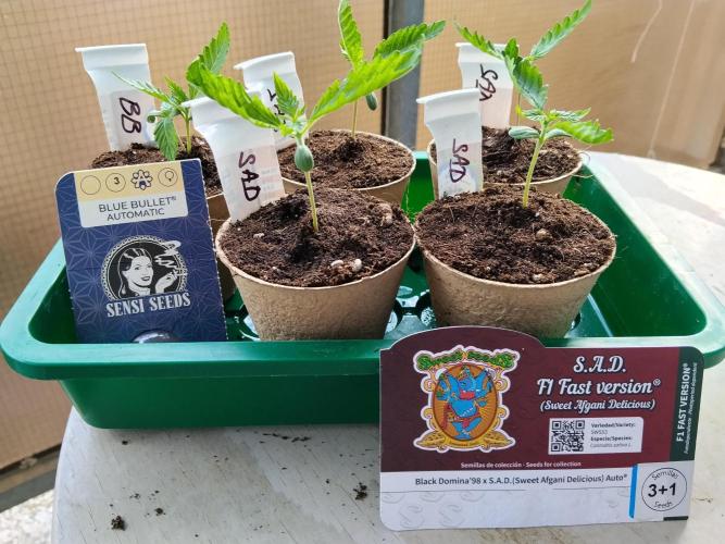 S.A.D. & Blue Bullet Auto (outdoor). Week 1