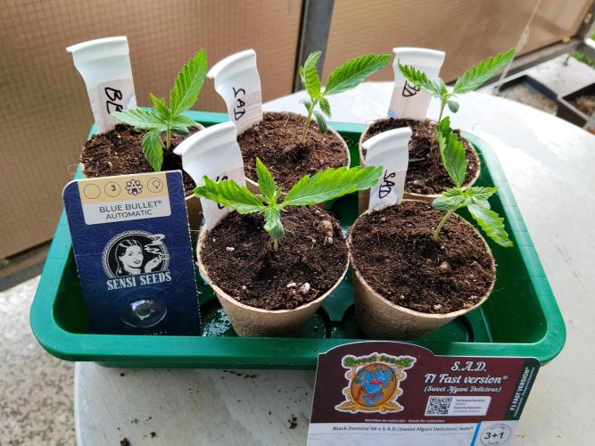S.A.D. & Blue Bullet Auto (outdoor). Week 1