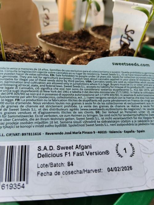 S.A.D. & Blue Bullet Auto (outdoor). Week 1