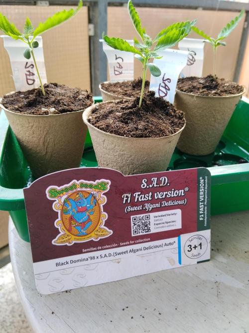 S.A.D. & Blue Bullet Auto (outdoor). Week 1