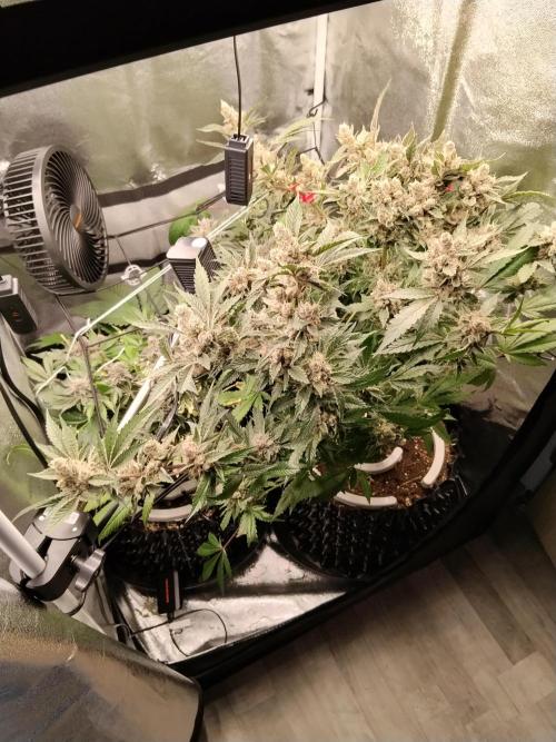 BF's: Super boof & Blue gelato 41. Week 15