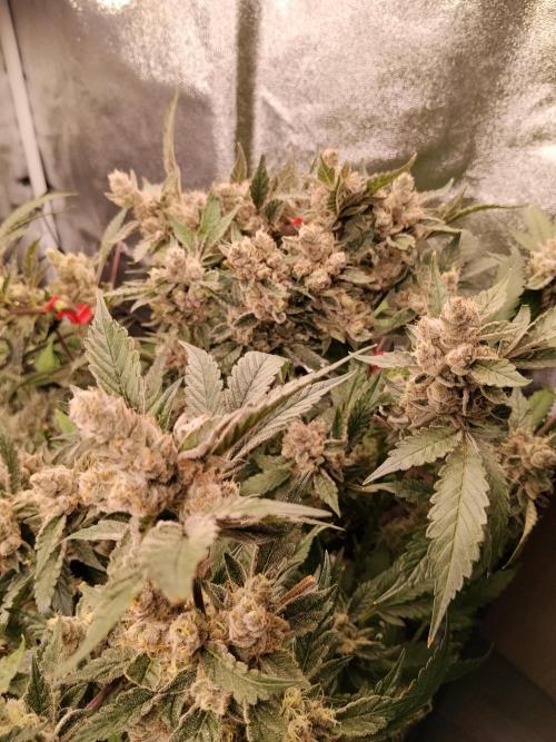 BF's: Super boof & Blue gelato 41. Week 15