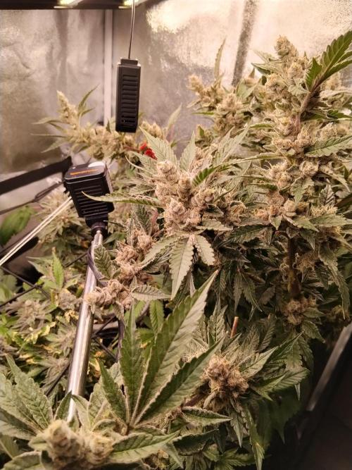 BF's: Super boof & Blue gelato 41. Week 15