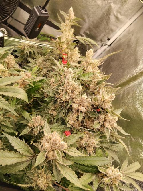 BF's: Super boof & Blue gelato 41. Week 15