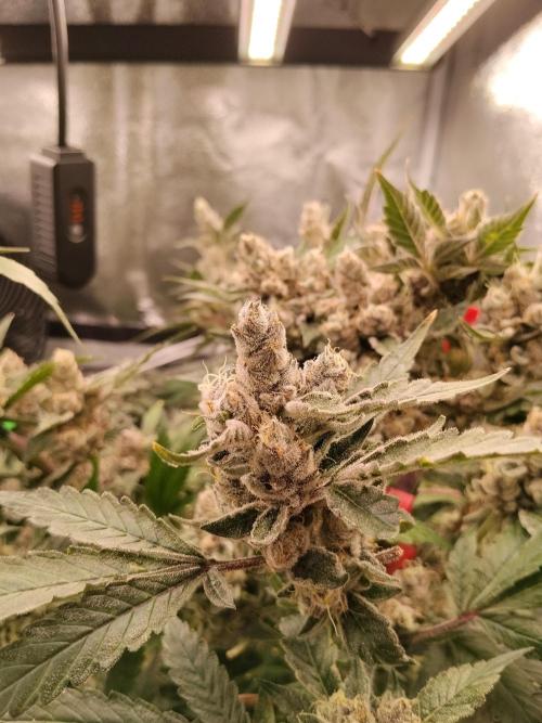BF's: Super boof & Blue gelato 41. Week 15