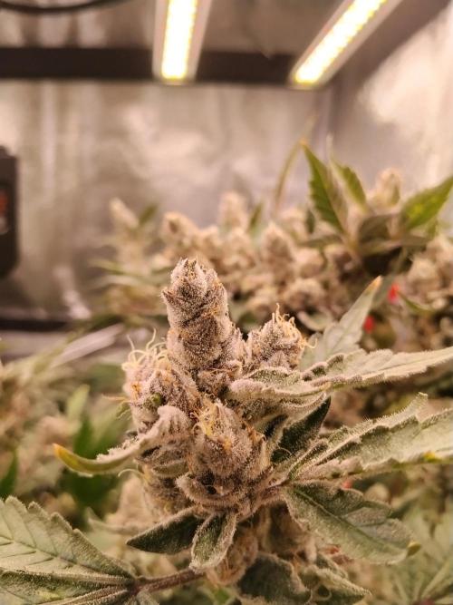 BF's: Super boof & Blue gelato 41. Week 15