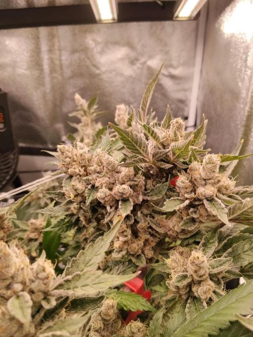 BF's: Super boof & Blue gelato 41. Week 15
