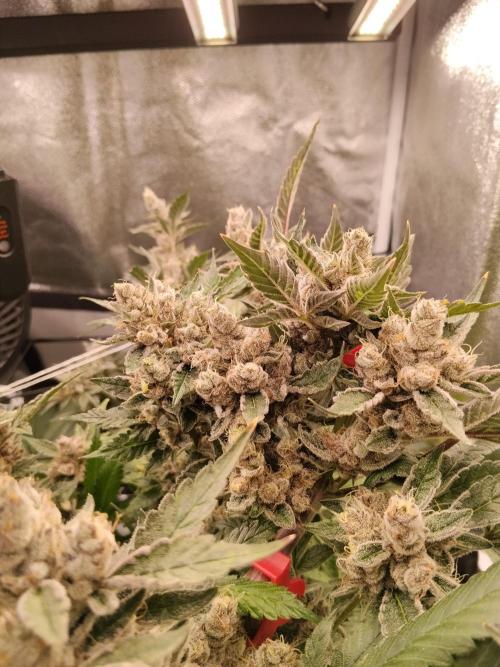 BF's: Super boof & Blue gelato 41. Week 15