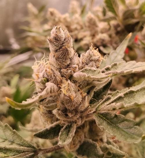 BF's: Super boof & Blue gelato 41. Week 15