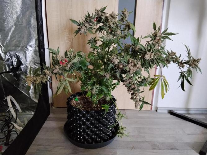 BF's: Super boof & Blue gelato 41. Week 16 - Super boof 