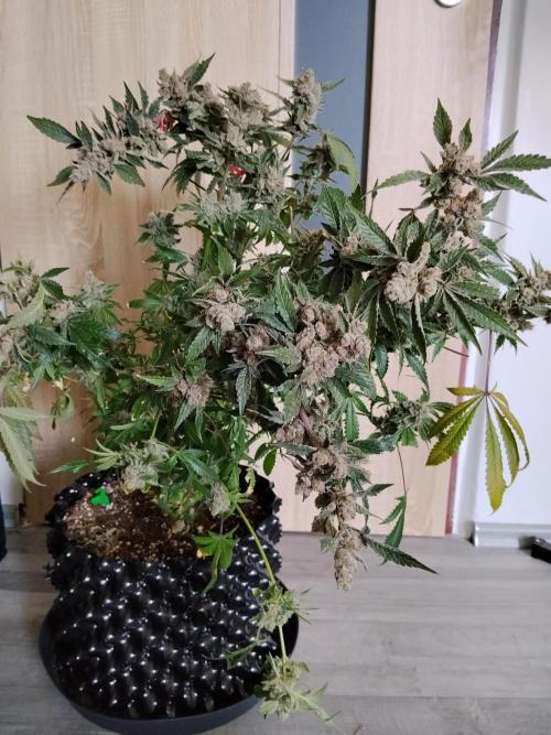 BF's: Super boof & Blue gelato 41. Week 16 - Super boof 