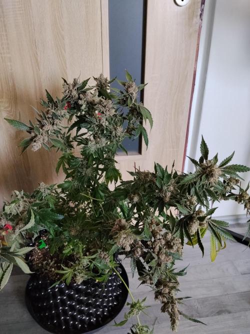 BF's: Super boof & Blue gelato 41. Week 16 - Super boof 