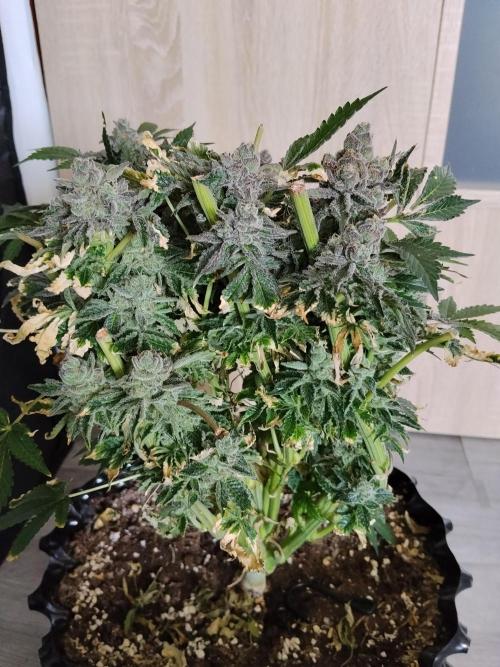 BF's: Super boof & Blue gelato 41. Week 16 - Super boof 