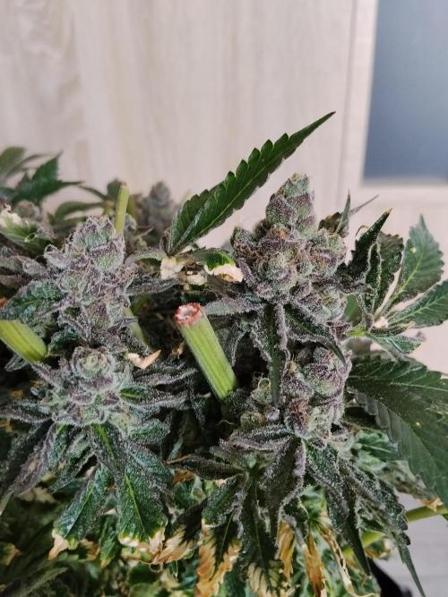 BF's: Super boof & Blue gelato 41. Week 16 - Super boof 