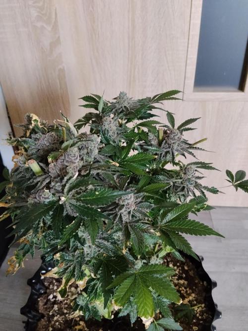 BF's: Super boof & Blue gelato 41. Week 16 - Super boof 