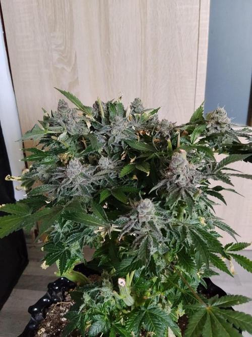 BF's: Super boof & Blue gelato 41. Week 16 - Super boof 