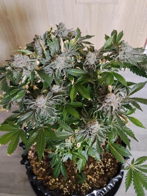 BF's: Super boof & Blue gelato 41. Week 16 - Super boof 