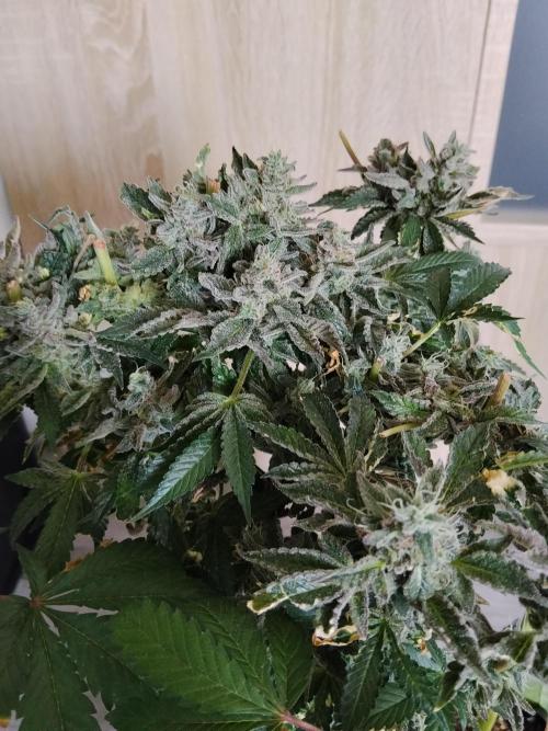BF's: Super boof & Blue gelato 41. Week 16 - Blue gelato 41