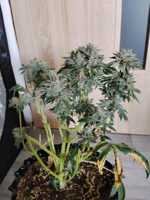 BF's: Super boof & Blue gelato 41. Week 16 - Blue gelato 41
