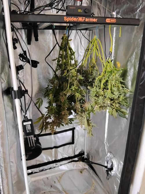 BF's: Super boof & Blue gelato 41. Week 16