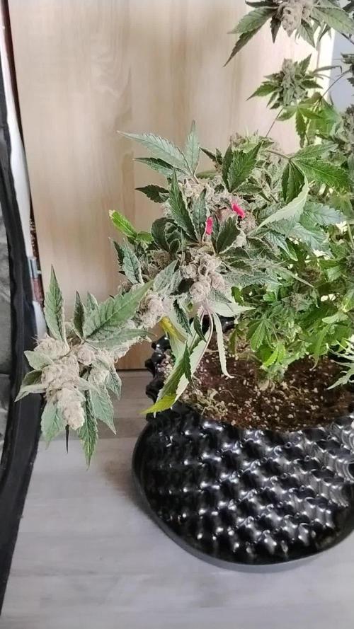 BF's: Super boof & Blue gelato 41