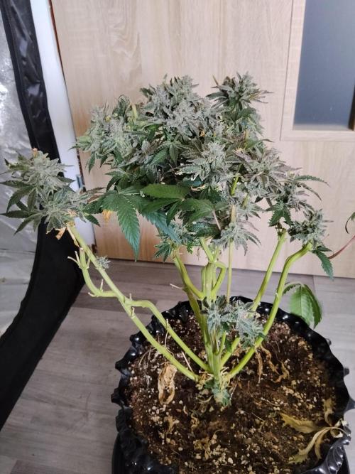 BF's: Super boof & Blue gelato 41. Week 14