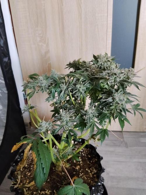 BF's: Super boof & Blue gelato 41. Week 14