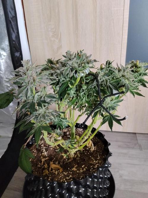 BF's: Super boof & Blue gelato 41. Week 14