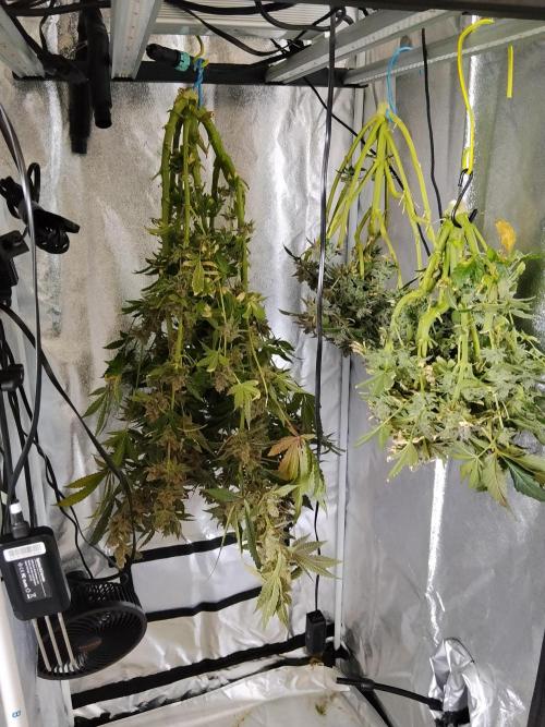 BF's: Super boof & Blue gelato 41. Week 14 - back right
