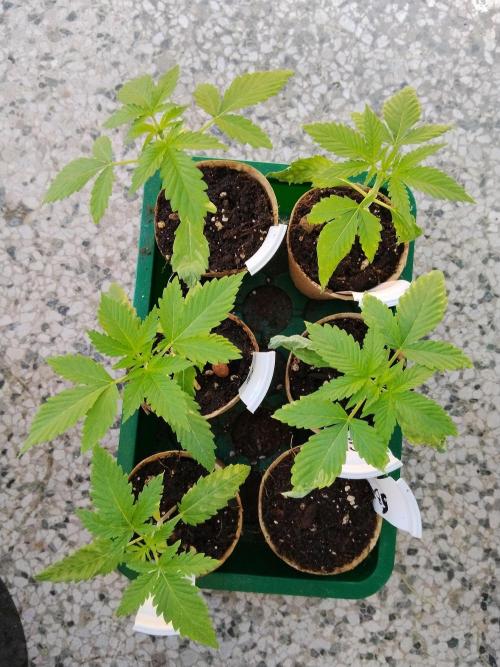 S.A.D. & Blue Bullet Auto (outdoor). Week 2