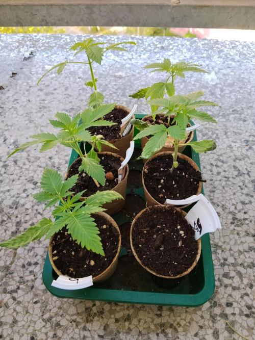 S.A.D. & Blue Bullet Auto (outdoor). Week 2