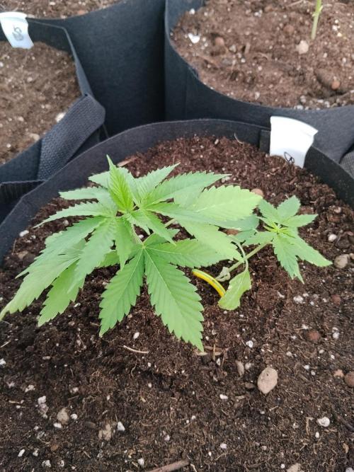 S.A.D. & Blue Bullet Auto (outdoor). Week 3