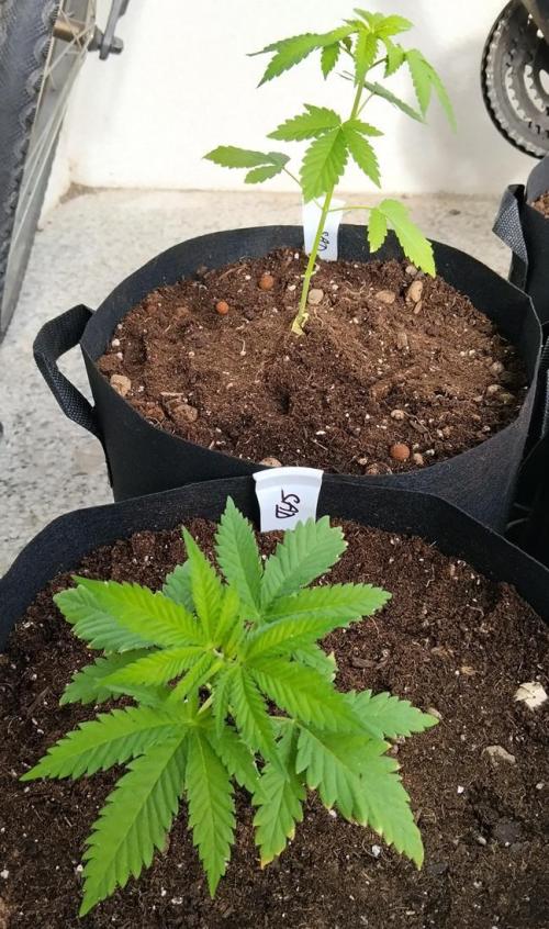 S.A.D. & Blue Bullet Auto (outdoor). Week 3