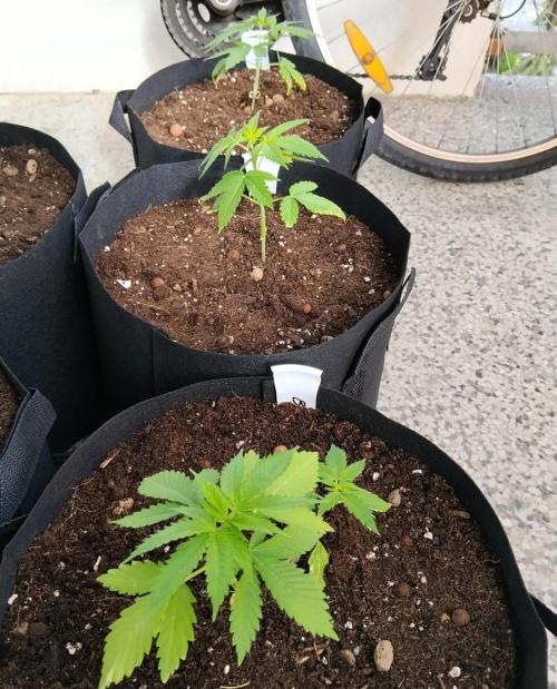 S.A.D. & Blue Bullet Auto (outdoor). Week 3