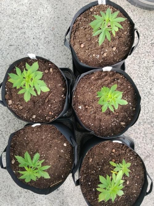 S.A.D. & Blue Bullet Auto (outdoor). Week 3