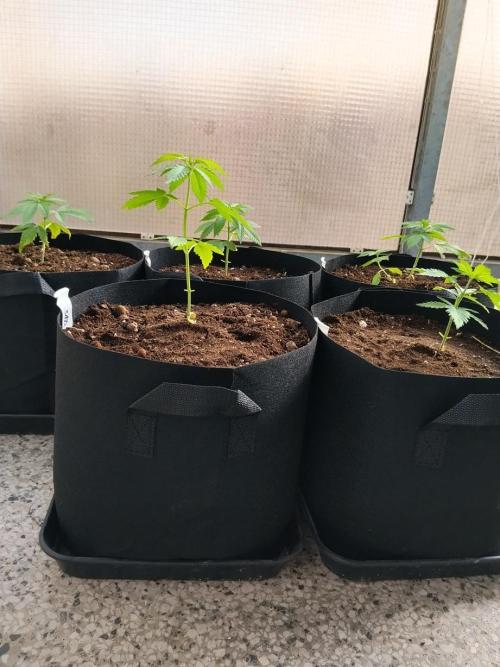 S.A.D. & Blue Bullet Auto (outdoor). Week 3