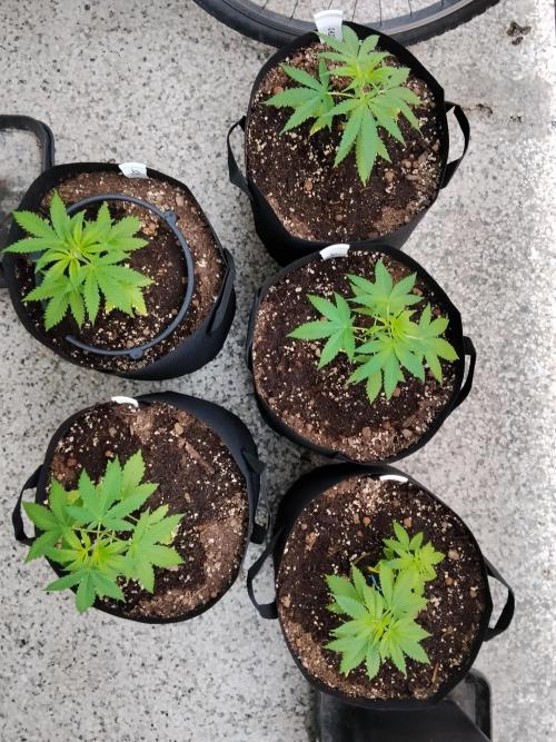 S.A.D. & Blue Bullet Auto (outdoor). Week 4