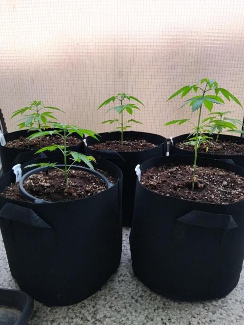 S.A.D. & Blue Bullet Auto (outdoor). Week 4