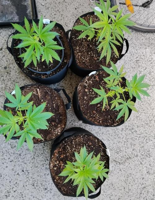 S.A.D. & Blue Bullet Auto (outdoor). Week 5