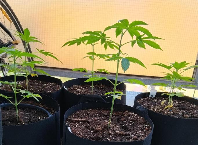 S.A.D. & Blue Bullet Auto (outdoor). Week 5