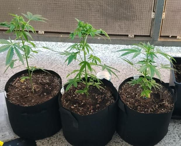S.A.D. & Blue Bullet Auto (outdoor). Week 6 - balcony occupiers