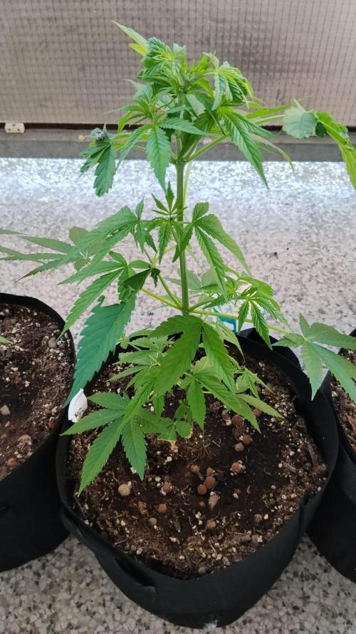 S.A.D. & Blue Bullet Auto (outdoor). Week 6 - s.a.d.