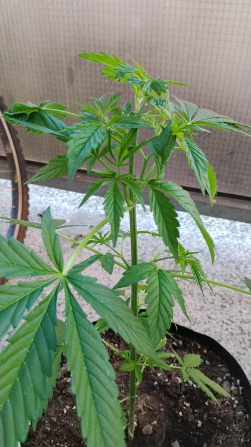 S.A.D. & Blue Bullet Auto (outdoor). Week 6 - s.a.d.