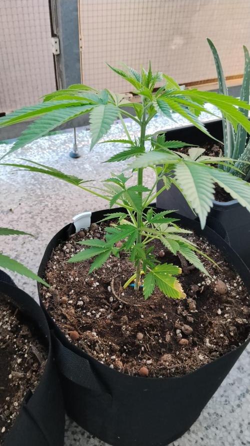 S.A.D. & Blue Bullet Auto (outdoor). Week 6 - blue bullet